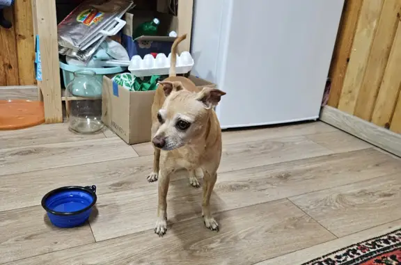 Найдена собака, Московская область, фото: Найдена собака на Набережной ул., Кривандино