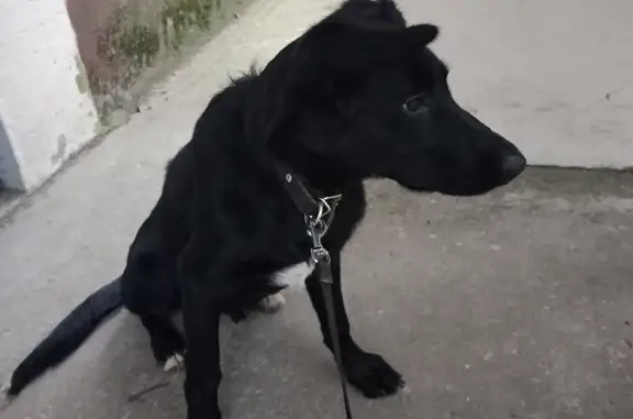 Найдена собака на бульваре Гусева, 8, г. Тверь
