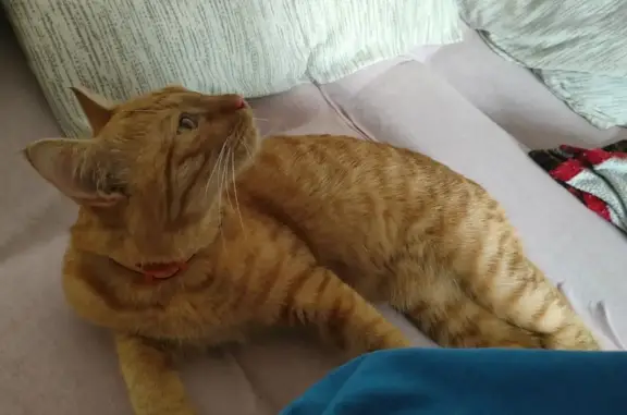 Найденные животные Москва, фото: Найден рыжий кот в районе Богородское