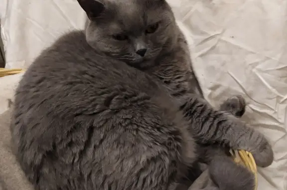 Кошки потеряшки, Санкт-Петербург, фото: Потеряшка серый британец на перекрестке Греческого пр. и 3-ей Советской, помогите!