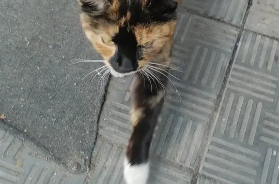 Найдена кошка в магазине, Чита, Забайкальский край