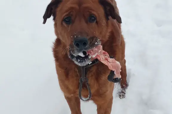 Найдена собака, Комсомольский, старый пёс, 12 лет, метис