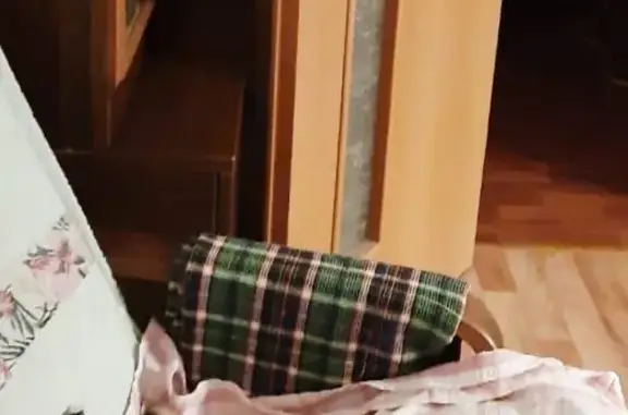 Кошки потеряшки, Санкт-Петербург, фото: Потеряшка кошка в Санкт-Петербурге: ул. Маршала Захарова, 16 к1