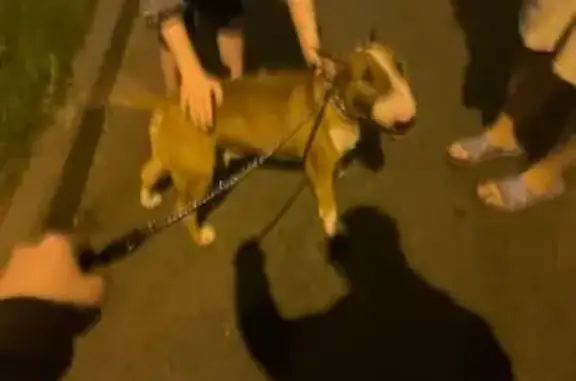 Найдена собака, Санкт-Петербург, фото: Найден рыжий бультерьер, ул. Кораблестроителей 23/2