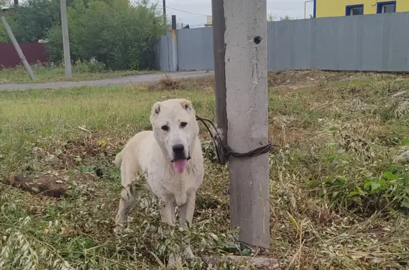 Найден белый пёс в районе ул. Омская, Курган