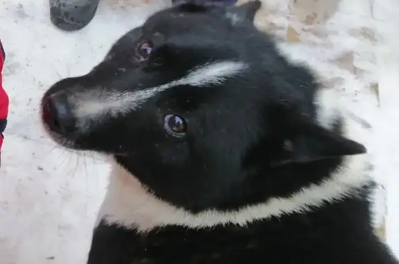 Собаки потеряшки, , фото: Потеряшка собака породы РЕЛ в лесу, Низовская