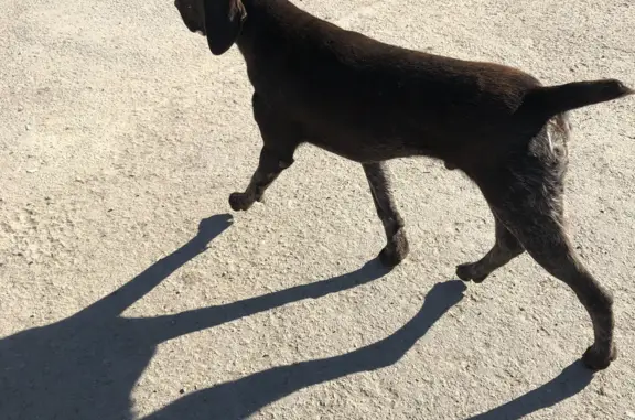 Найдена охотничья собака на территории мусоросортировочного завода