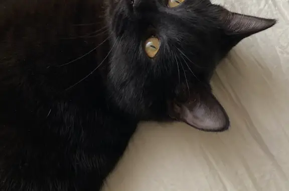 Пропала кошка: Черный котик, Ямская ул. 96А