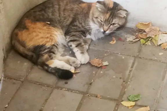 Найдена кошка с травмами на ул. Мира, 17, Волжский
