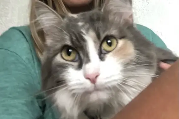 Кошки потеряшки, Новосибирск, фото: Потеряшка трехцветная кошка Челси, ул. Объединения, 35/1, Новосибирск