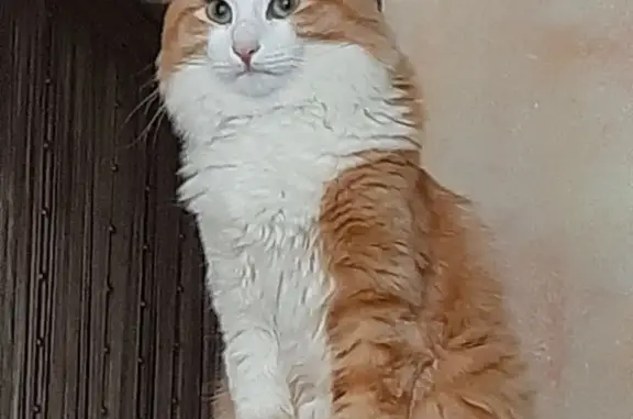 Пропал рыжий кот с белой грудинкой, ул. Чехова, 74, Йошкар-Ола