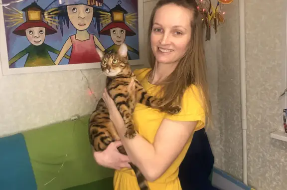 Пропала кошка в Дубне, Московская область