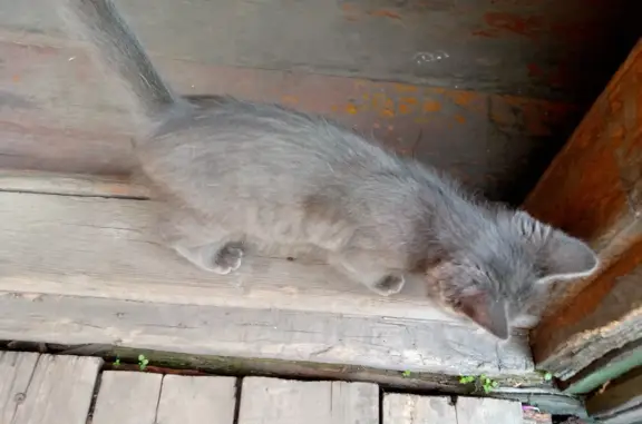 Найдена кошка: дымчатый котенок, ул. Мирная 30, Прокопьевск