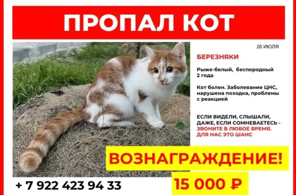 Пропал кот на Березняковской, вознаграждение 15 000!