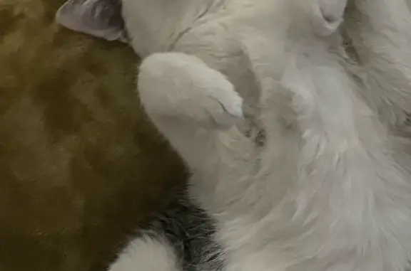 Кошки потеряшки, Москва, фото: Потеряшка котик Малёк, 1 год, Москва