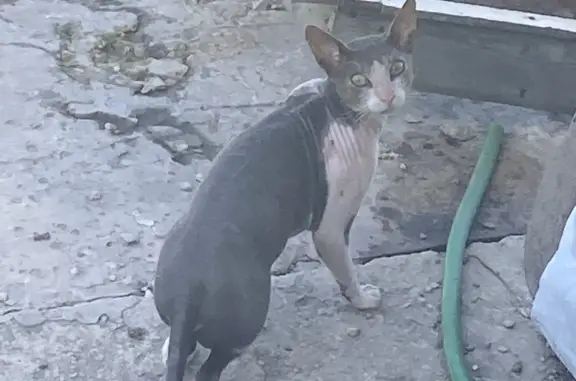 Найдена кошка породы сфинкс на Старогромовском шоссе