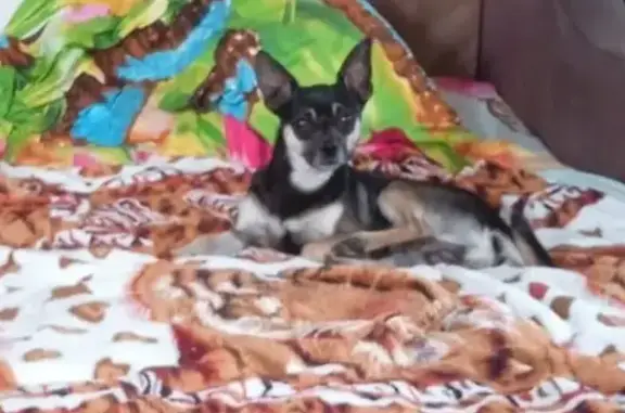 Пропала собака Тимоша в Белово, Кемеровская область