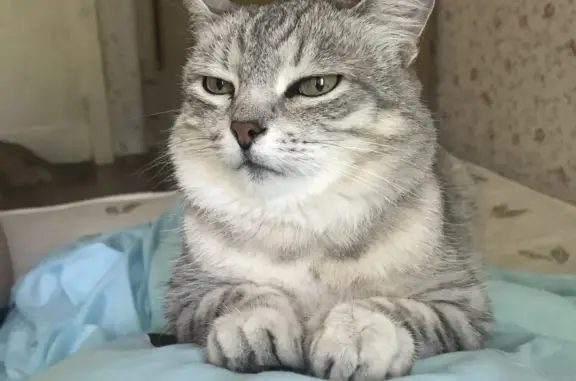 Пропала кошка, серый полосатый кот, ул. Ларина, Нижний Новгород