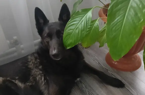Пропала собака в Иваново, Федя, 2-я Напорная ул.