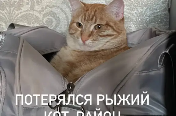 Пропала кошка Рыжий кот, ул. Академика Макеева, 27, Челябинск