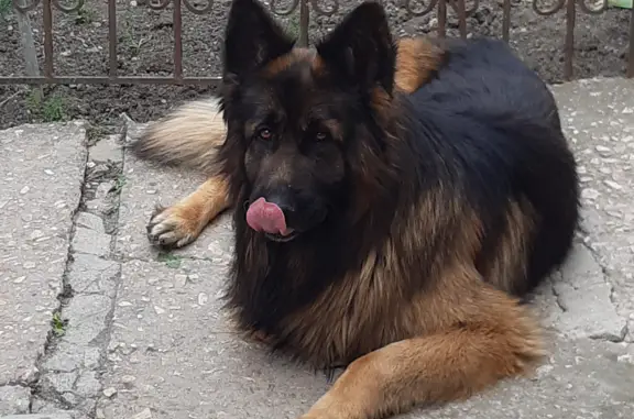 Пропала собака Немецкая овчарка на Главной улице, Крым