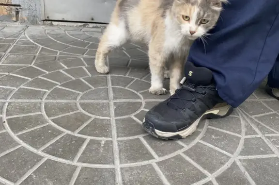 Найдена трехцветная кошка в Москве