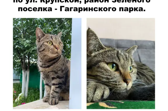 Пропала кошка на ул. Крупской, 60, г. Октябрьский