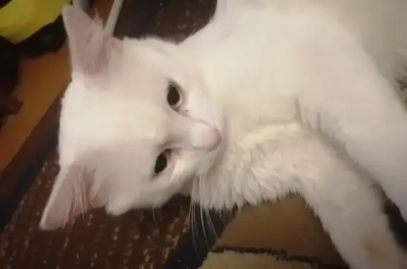 Пропала кошка: белый кот, грязный хвост, ул. Дзержинского, 2