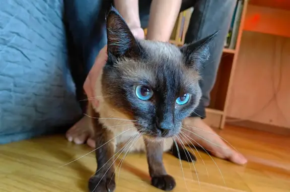 Найден кот возле общежития Титова 10, нужно срочное лечение