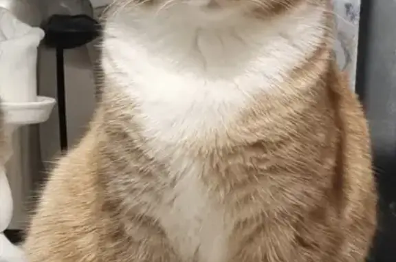 Потерянные животные Москва, фото: Пропала рыжая кошка, Новогиреевская 20/34