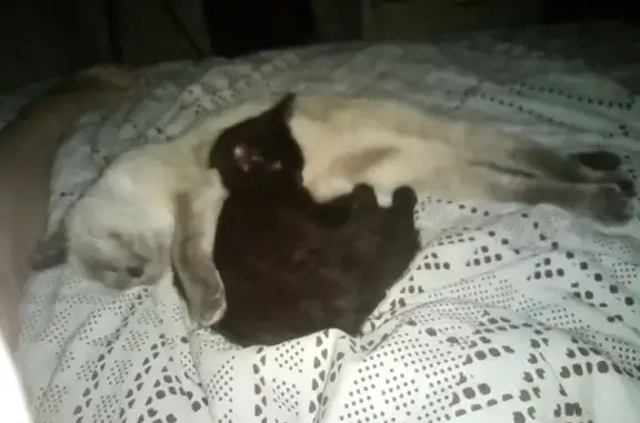 Кошки потеряшки, Киров, фото: Потеряшка кошка: Светло серый сиамской породы, Деповской переулок, 22