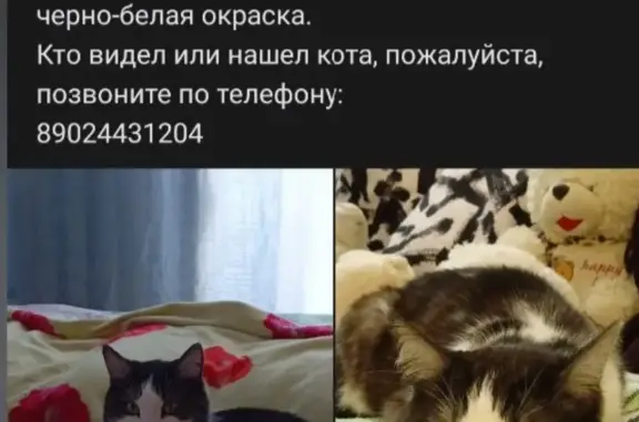 Пропала кошка Кот, ул. Матвеева 1, Невьянск