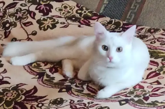 Пропала кошка: ГЛУХОЙ белый кот, Московская область