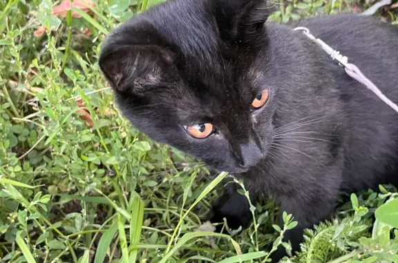 Потерянные животные Москва, фото: Пропала кошка, Черный окрас, 2-я Пугачёвская ул., 14 к1, Москва