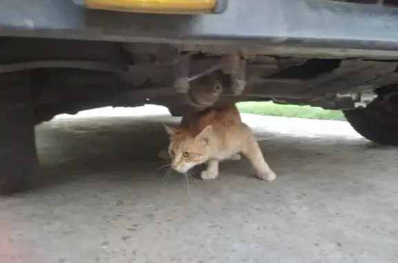 Кошки потеряшки, Санкт-Петербург, фото: Потеряшка рыжий котенок на Антонова-Овсеенко д 17, помощь нужна!