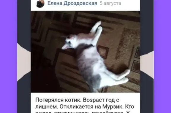 Пропала кошка: ул. Комарова, 29, Туймазы