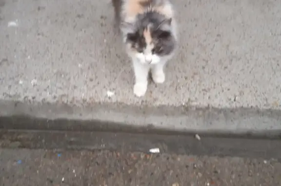 Найдена трехцветная кошка в 177 квартале, Ангарск