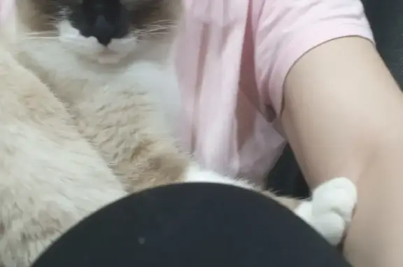 Кошки потеряшки, Тамбов, фото: Потеряшка сиамская кошка на Старотулиновской дороге