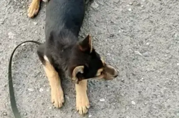 Кошки потеряшки, Васильево, фото: Потеряшка кошка Мишель: Лагерная ул., 1 к2, г. Васильево