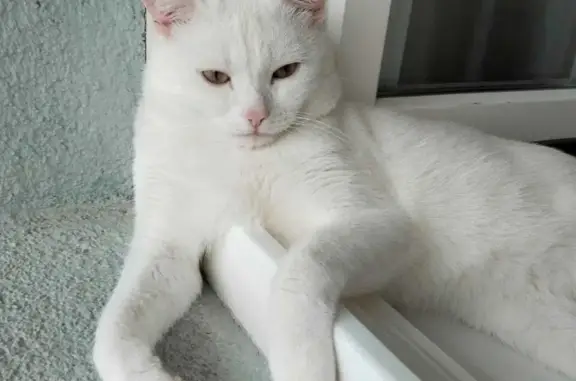 Пропал белый кот в СНТ 