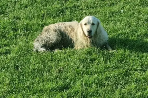 Найдена собака Белого цвета в Образцово