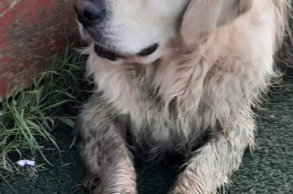 Собака Лабрадор найдена возле деревни Житнево
