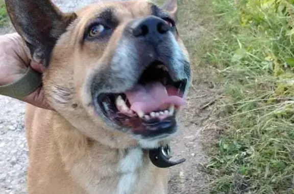 Найдена собака Метис питбуля на Красногорской дороге