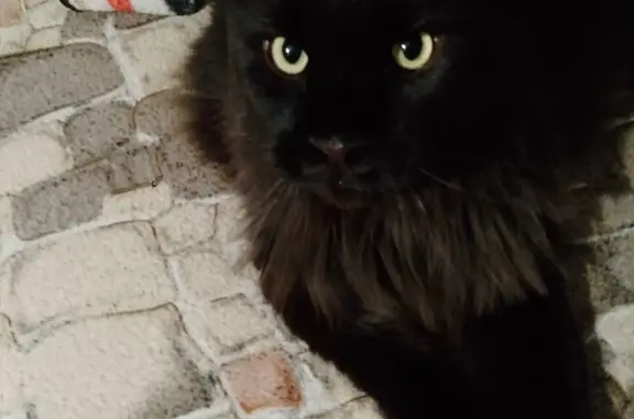 Пропала кошка: Кот, 3 года, черный мейн-кун, Лесная ул., Краснослободск