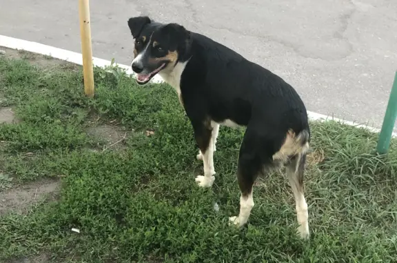 Найдена собака без хвоста на ул. Маршала Неделина, 26