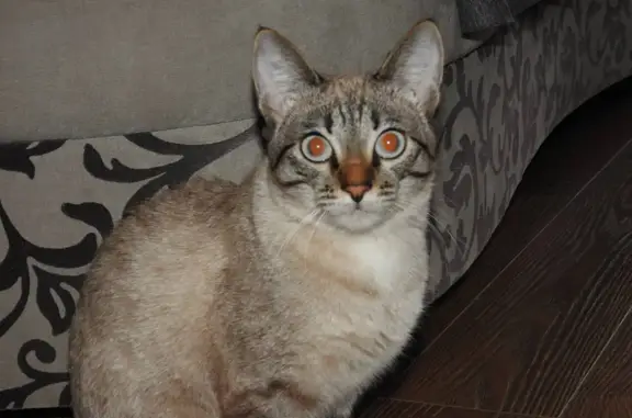 Пропала кошка в районе «СНТ Калинка», Омск