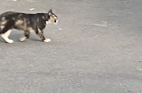 Найдена пугливая пушистая кошка на Старомарьинском шоссе, 18, Москва
