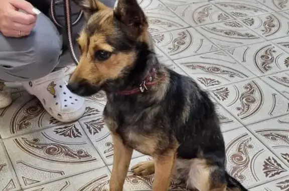 Собака найдена на Пролетарской улице, 106