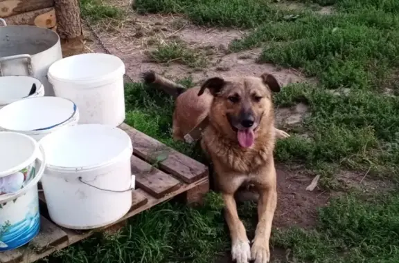 Пропала собака Кобель, ул. Железнодорожная 25, Пермь