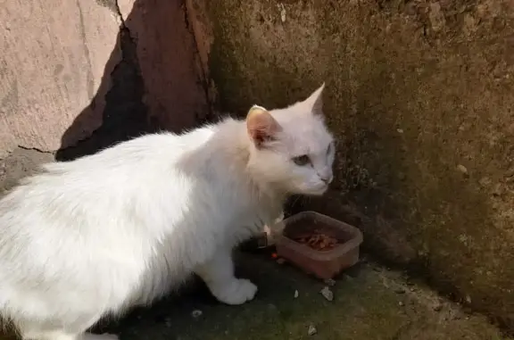 Найдена белая кошка, возможно беременна, ул. Орджоникидзе, 2, Нижний Тагил